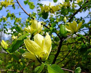 magnolia Sensation