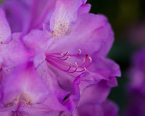 rhododendron tamarindos