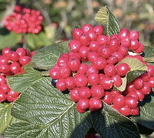 viburnum lantana