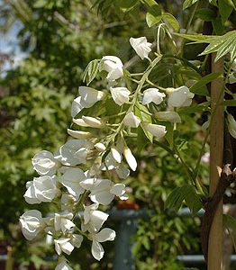 wisteria floribunda alba