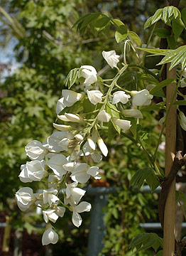 wisteria floribunda alba