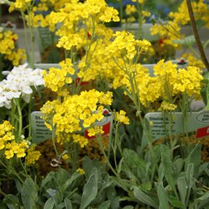 alyssum saxatile