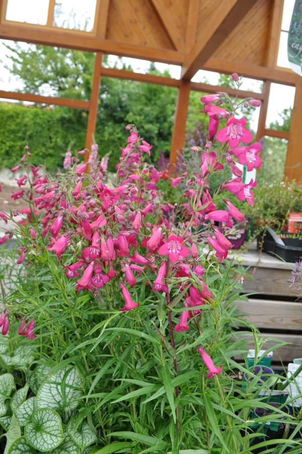 penstemon hirsute