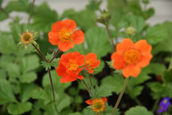Geum coccineum borisii