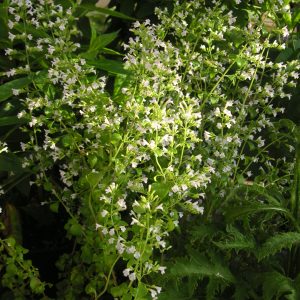 calamintha nepeta