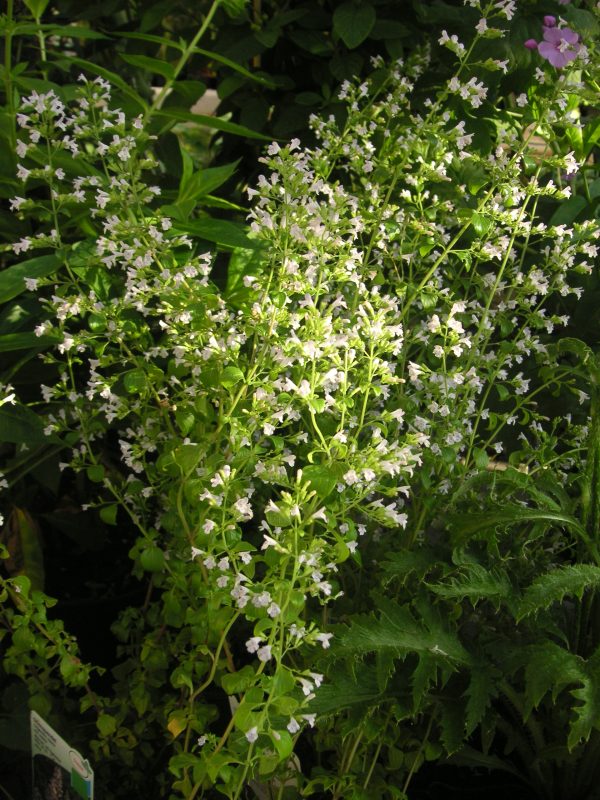 calamintha nepeta