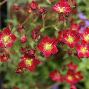 saxifraga arrendsii