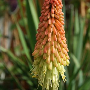 kniphofia Varia