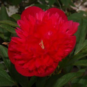 paeonia officinalis