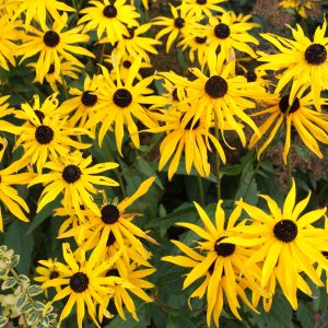 rudbeckia nitida goldsturm