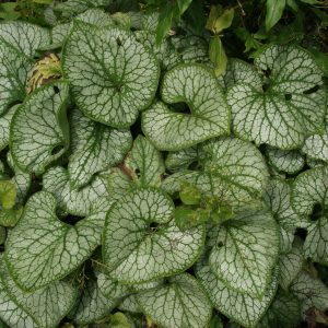 brunnera macrophylla jack frost