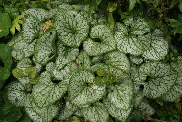 brunnera macrophylla jack frost
