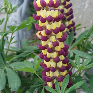 lupinus grandiflorum