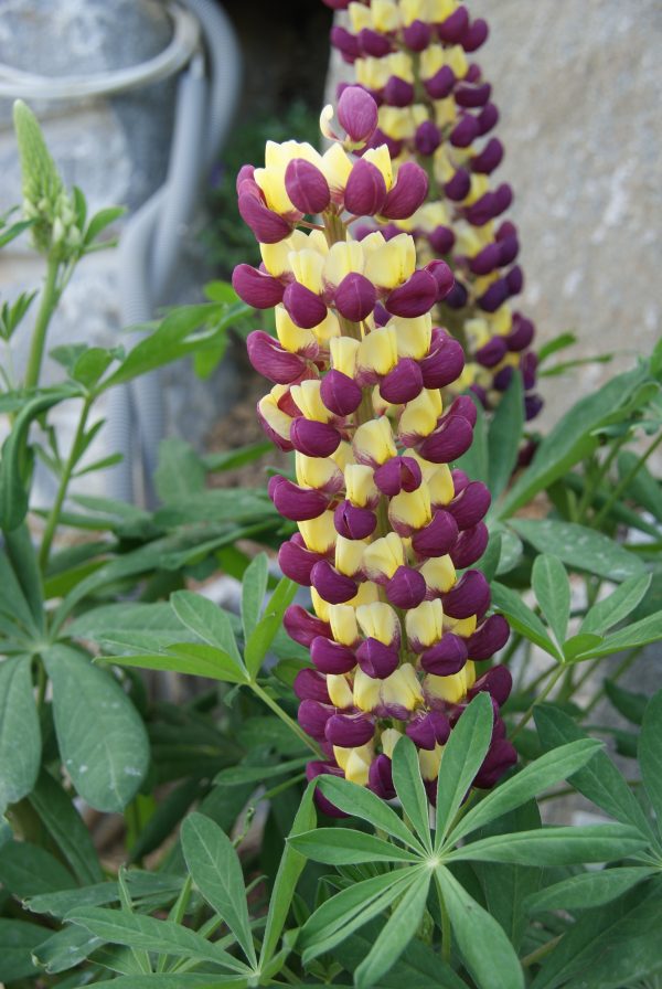 lupinus grandiflorum