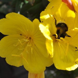 oenothera macrocarpa