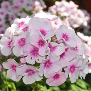 phlox paniculata