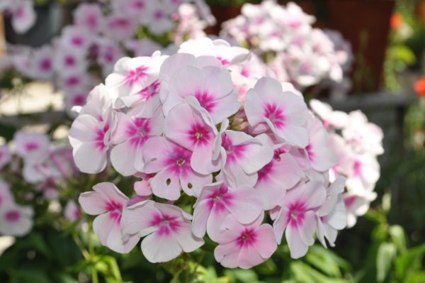 phlox paniculata