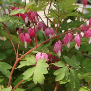 dicentra spectabilis