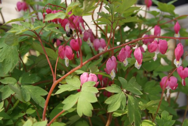 dicentra spectabilis