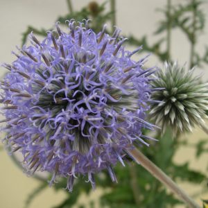 echinops ritro