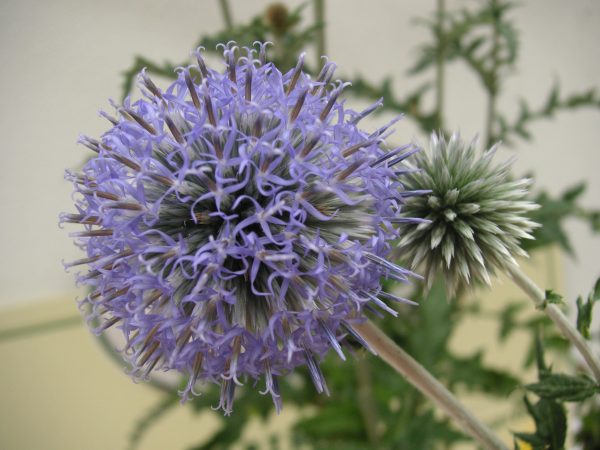 echinops ritro