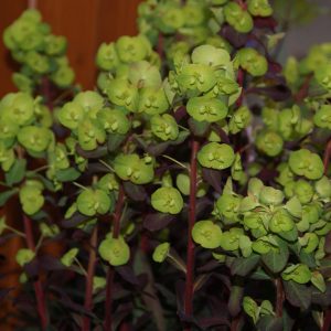 euphorbia polychroma