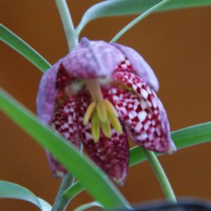 fritillaria meleangaris