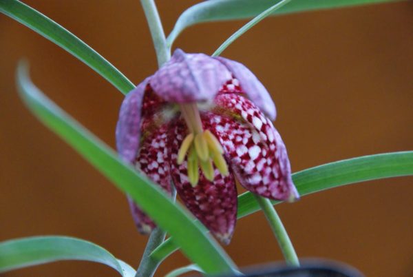 fritillaria meleangaris