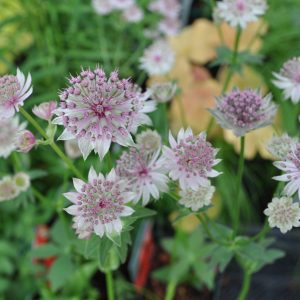 astrantia hybride