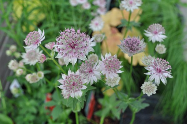astrantia hybride