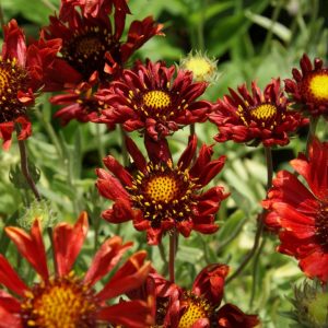 gaillardia x grandiflora