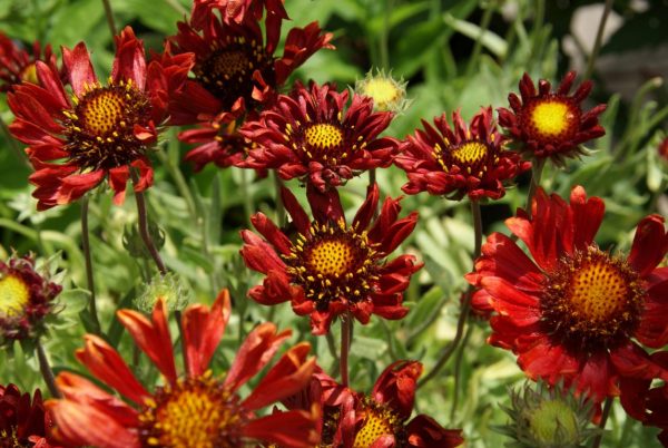 gaillardia x grandiflora