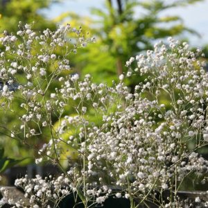 gypsophilla paniculata