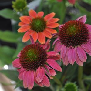 echinacea purpurea