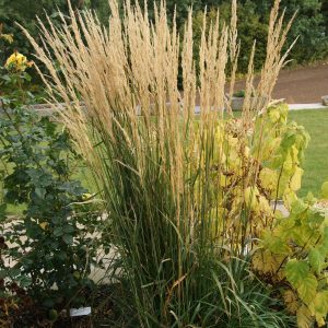 calamagrostis Karl Förster