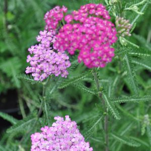 achillea millefolium