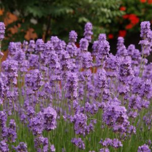 lavandula angustifolia