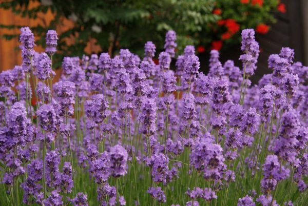 lavandula angustifolia