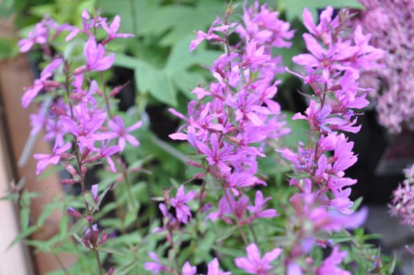 lythrum salicaria