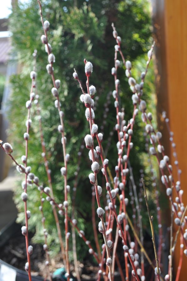 salix caprea mariazellerweide