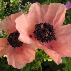 papaver orientale