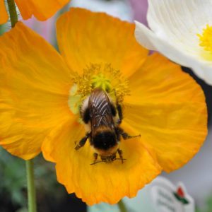 papaver nudicaule Gartenzwerg