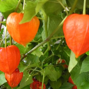 physalis alkekengii