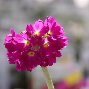 primula denticulata