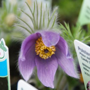 pulsatilla vulgaris