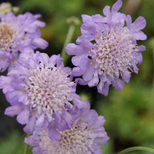 scabiosa caucasica