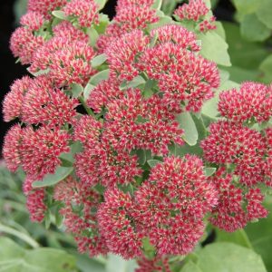 sedum spectabile Herbstfreude