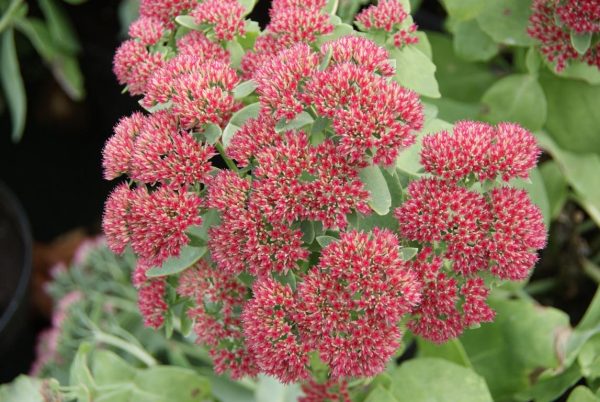 sedum spectabile Herbstfreude