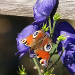 aconitum carmichaelii