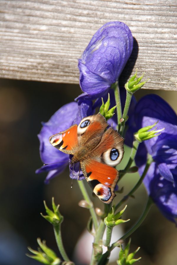 aconitum carmichaelii